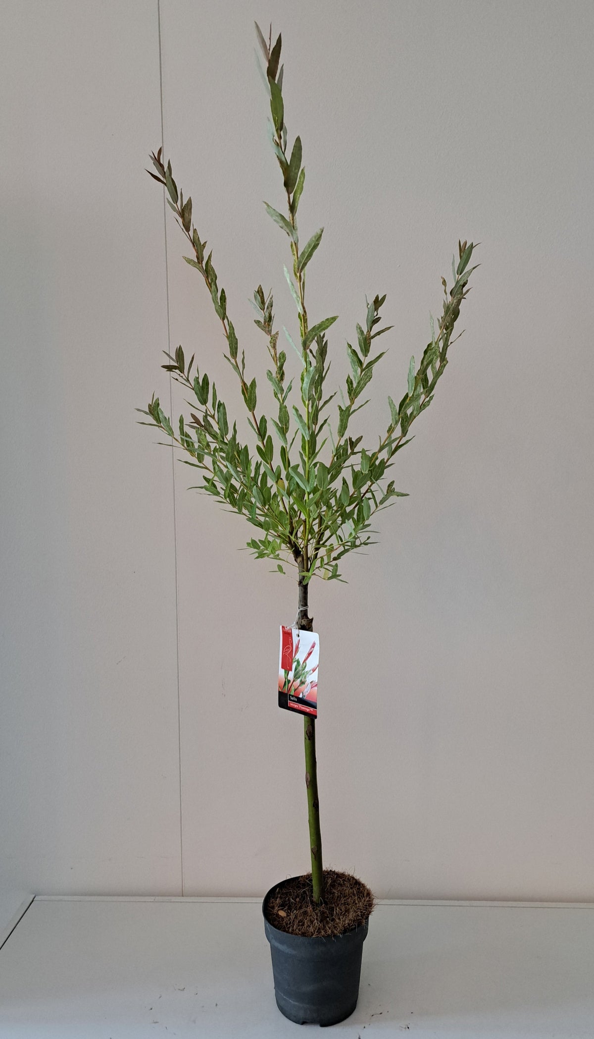 Salix integra Flamingo 60cm 14cm Pot