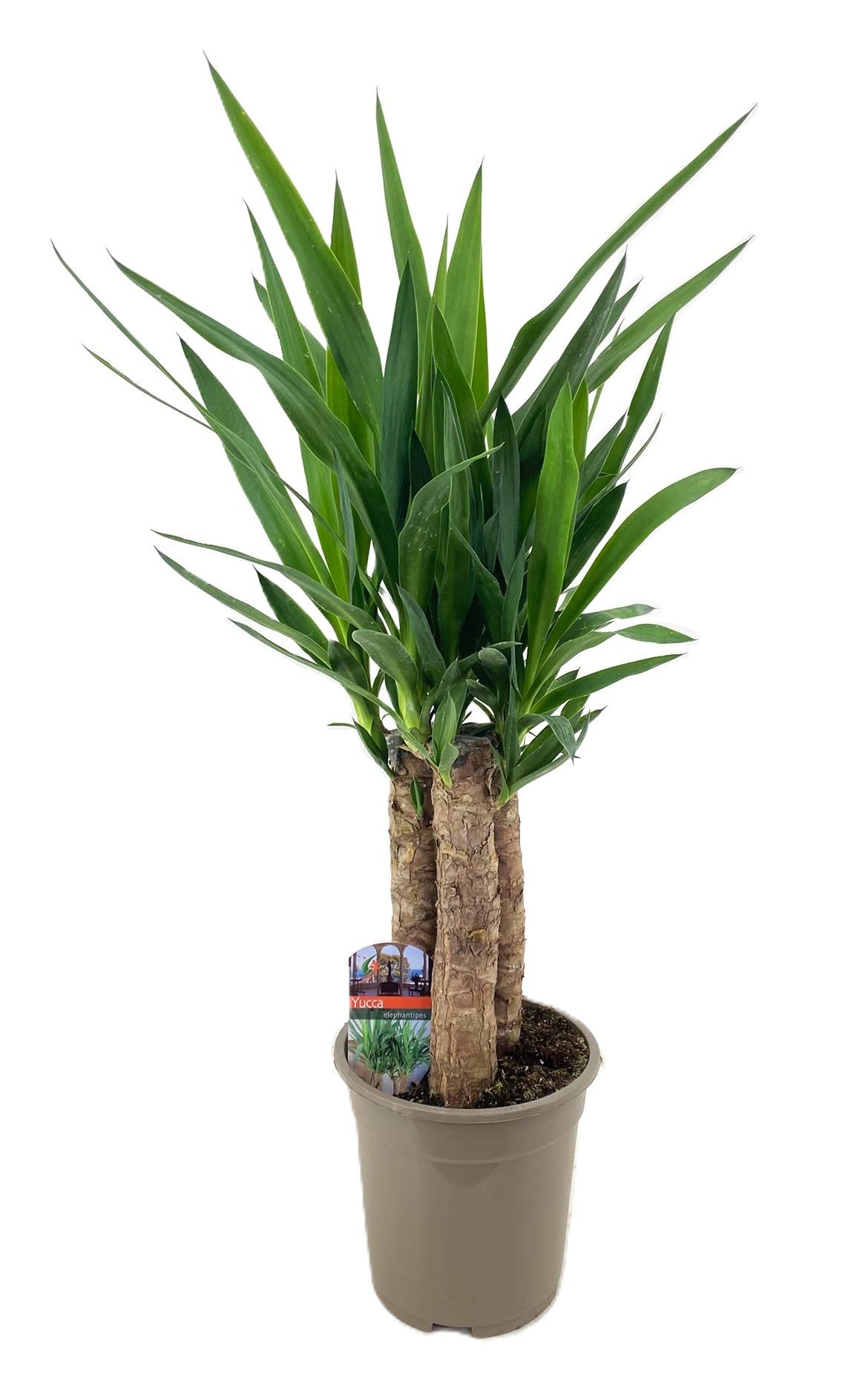 Yucca elephantipes 80cm 19cm Pot