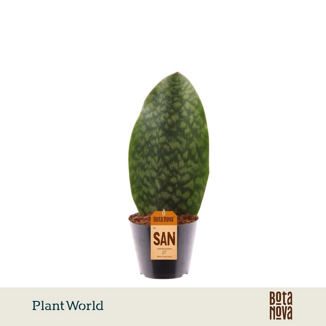 Sansevieria 30cm 10.5cm Pot