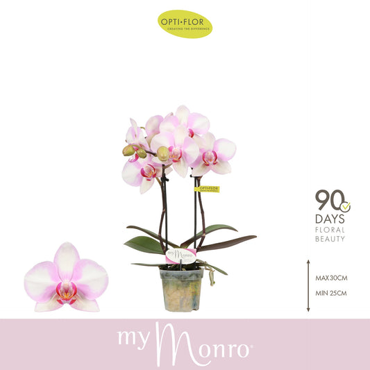 Phalaenopsis pink 25cm 7cm Pot