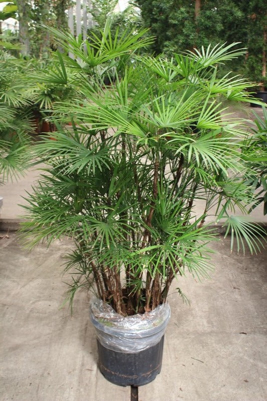 Rhapis humilis 180cm 40cm Pot