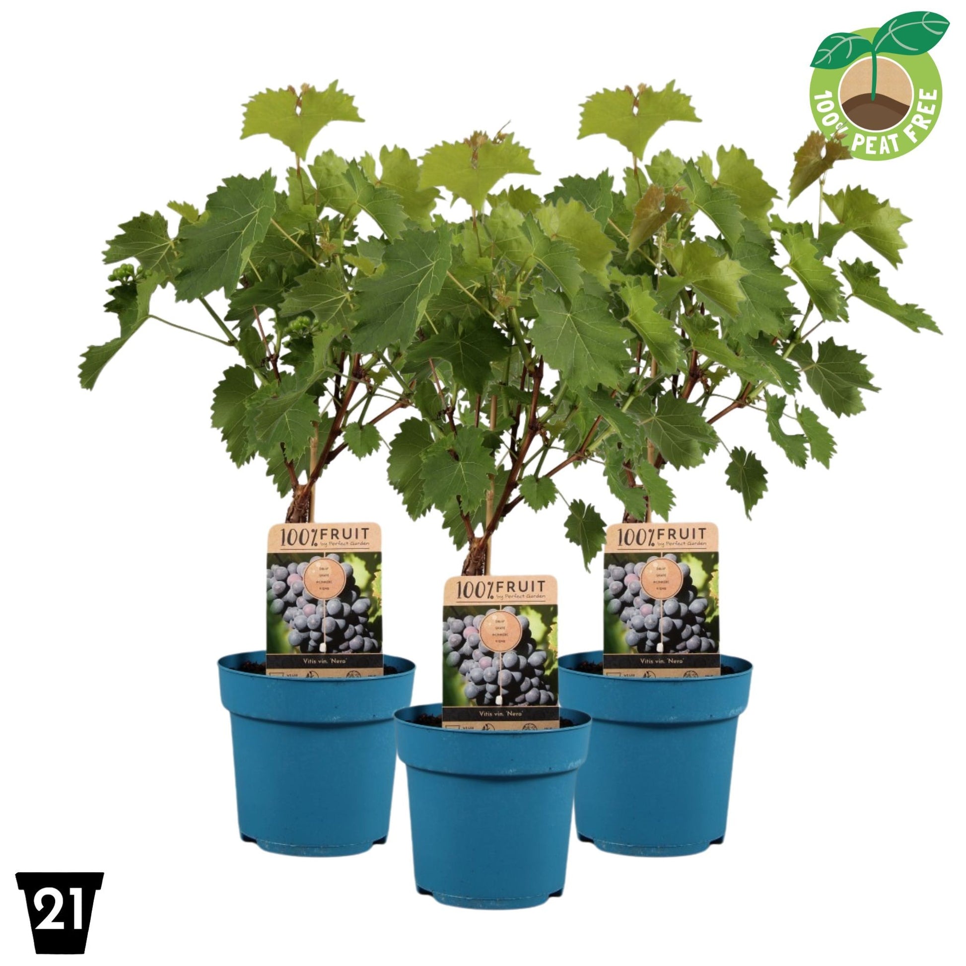 Streng Growers B.V. Vitis vinifera Nero Pack of 1