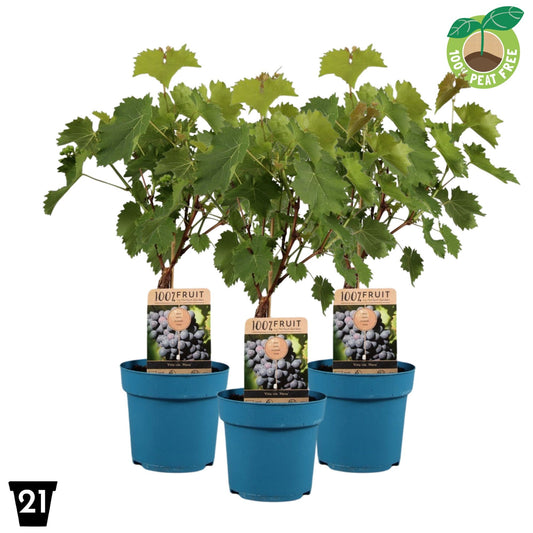 Vitis vinifera Nero 65cm 21cm Pot