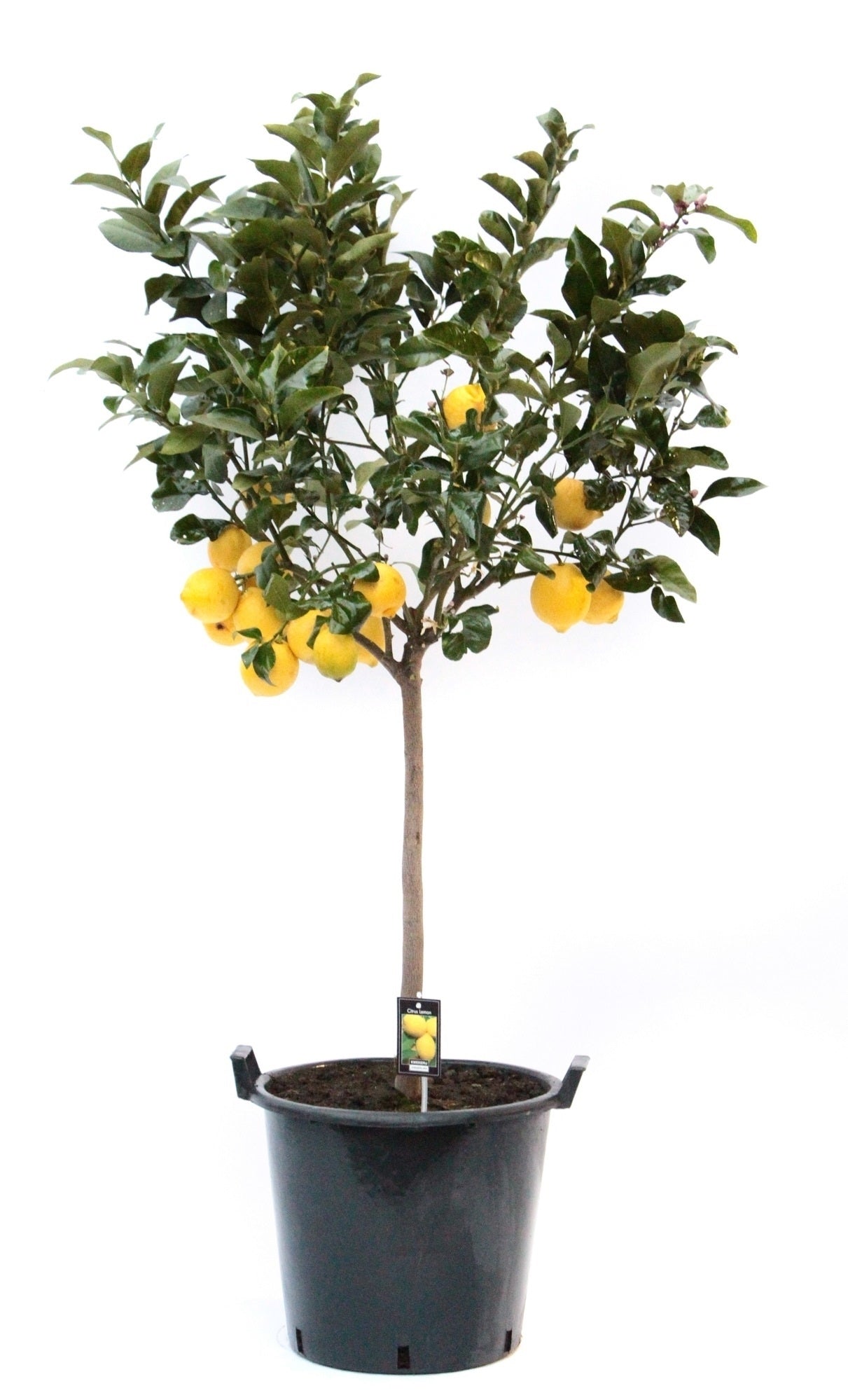 Citrus Lemon 160cm 35cm Pot