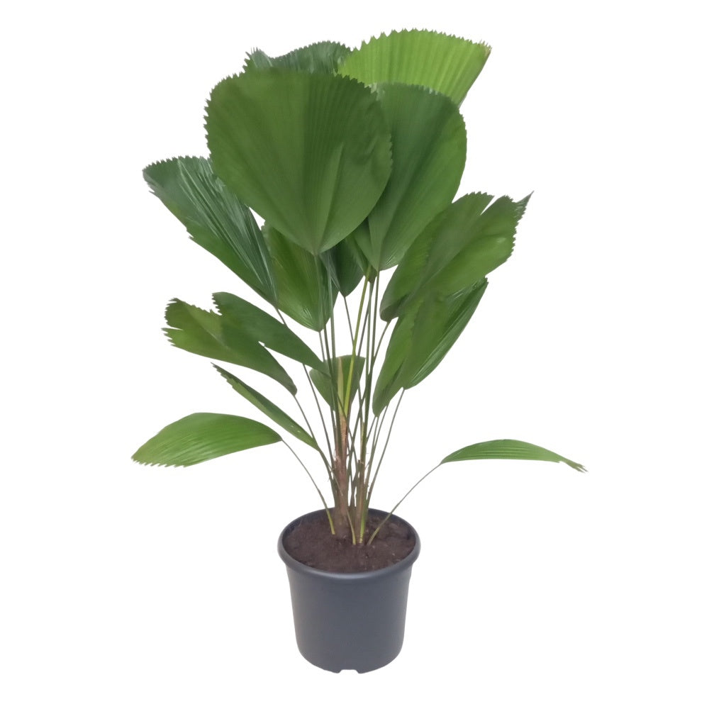 Licuala grandis 100cm 29cm Pot