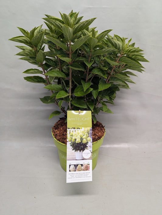 Hydrangea pan. White Light 60cm 23cm Pot