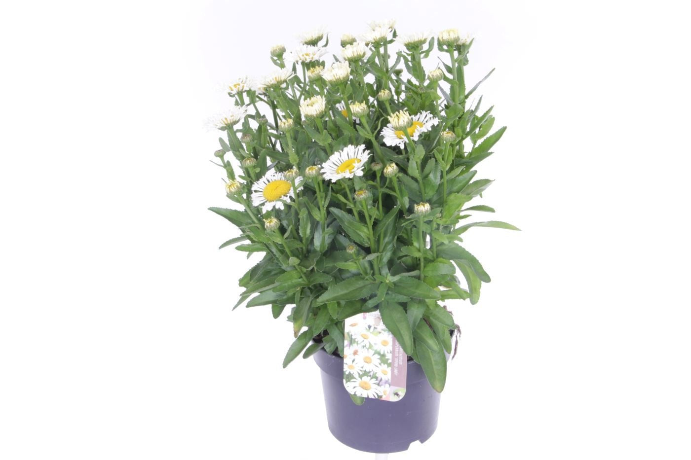 Leucanthemum max. Oh La Lacrosse 50cm 17cm Pot