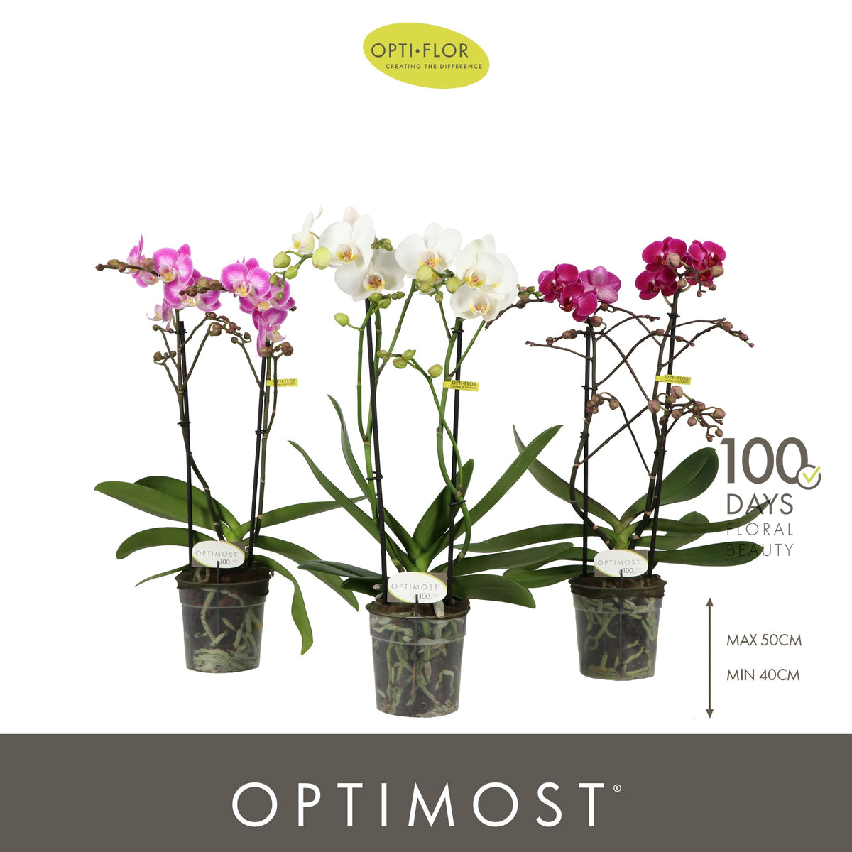Phalaenopsis mix 45cm 12cm Pot