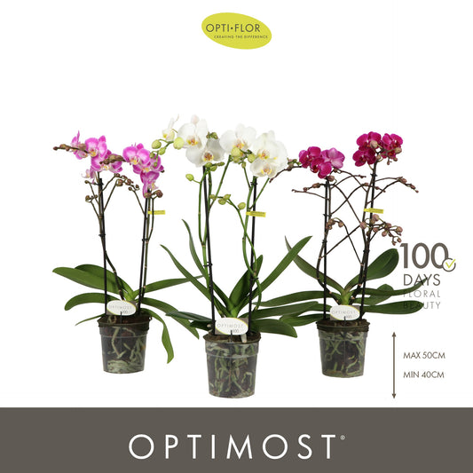 Phalaenopsis mix 45cm 12cm Pot