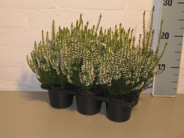 Calluna Beauty Ladies white 12cm 9cm Pot