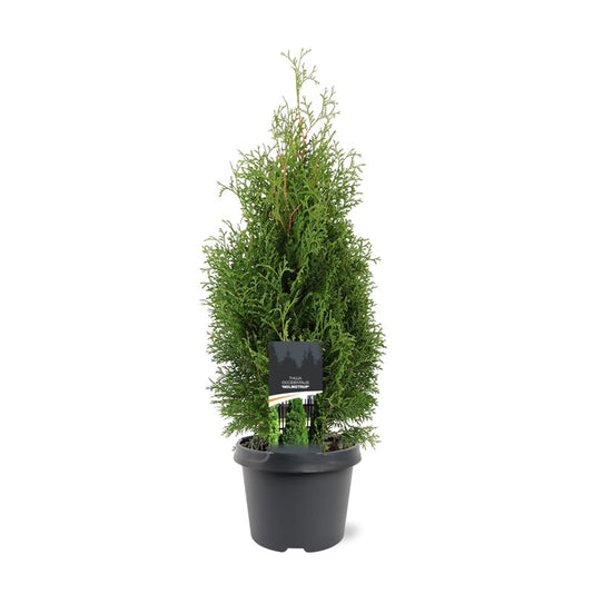 Thuja occidentalis Holmstrup 65cm 19cm Pot