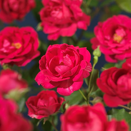 Rose Paul Scarlet Climber 65cm 15cm Pot
