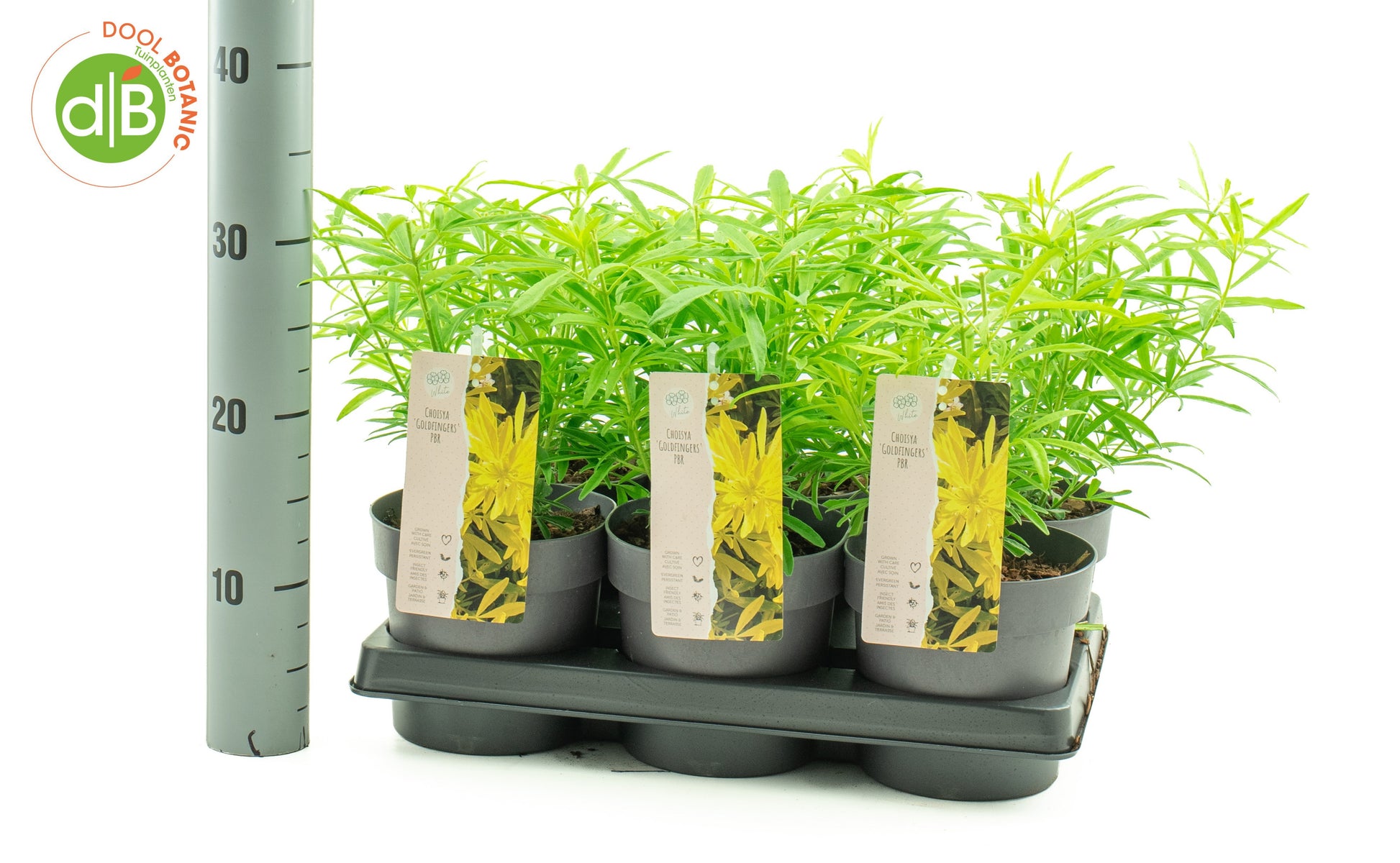 Dool Botanic Choisya Goldfinger Pack of 6
