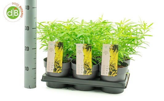 Choisya Goldfinger 30cm 15cm Pot