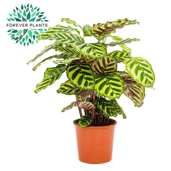 Forever Plants Group Calathea makoyana Pack of 8