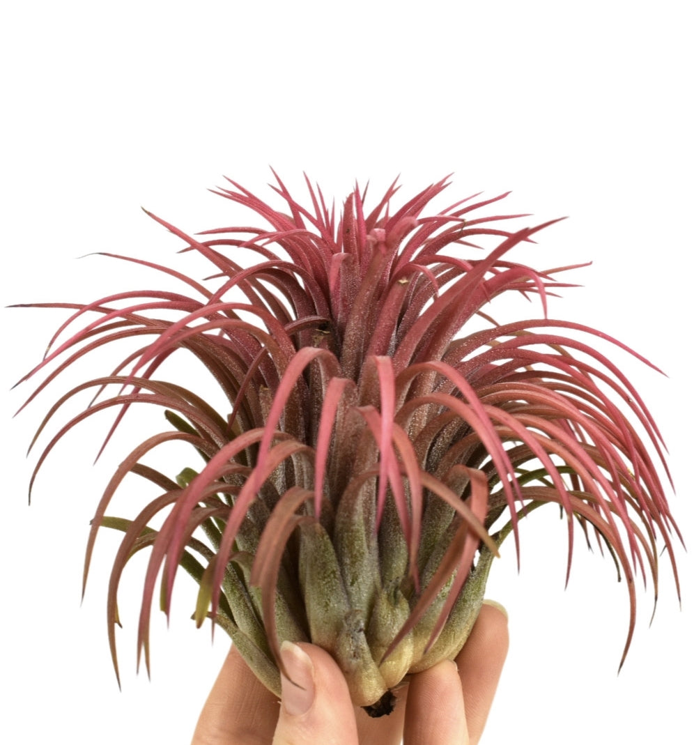 Tillandsia ionantha red 10cm 10cm Pot