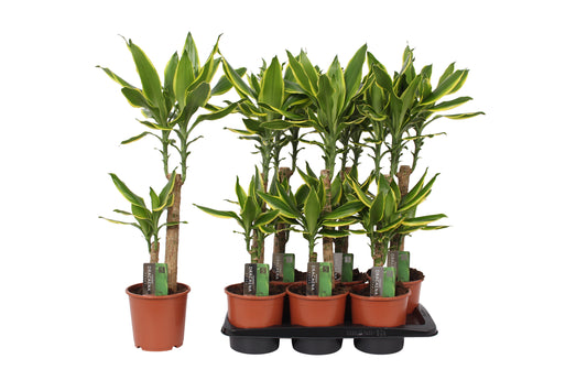 Dracaena fragrans Golden Coast 75cm 17cm Pot