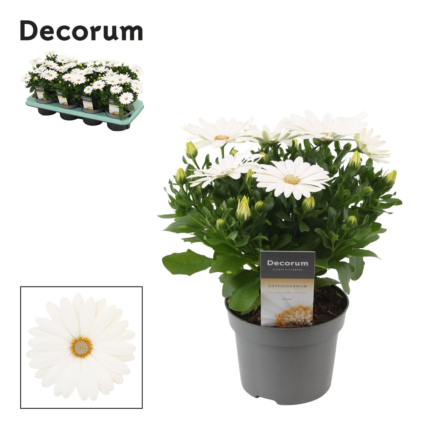 Osteospermum Margarita Cream 25cm 12cm Pot