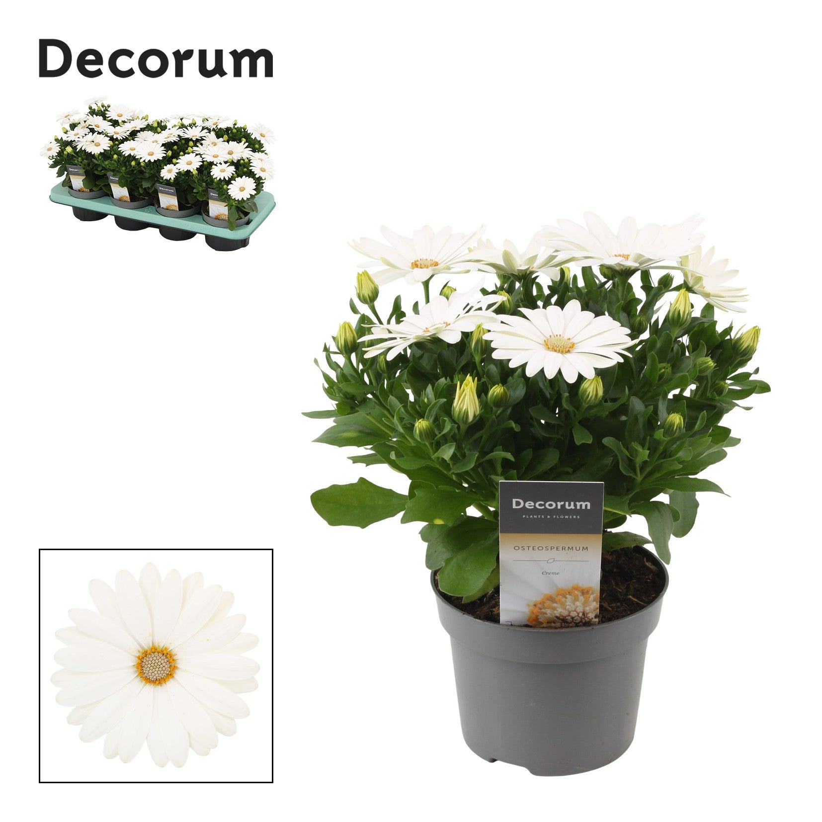 Osteospermum Margarita Cream 25cm 12cm Pot