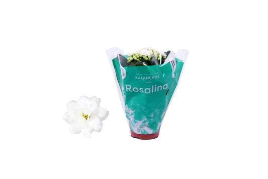 Kalanchoe Rosalina Don Dione 12cm 6cm Pot