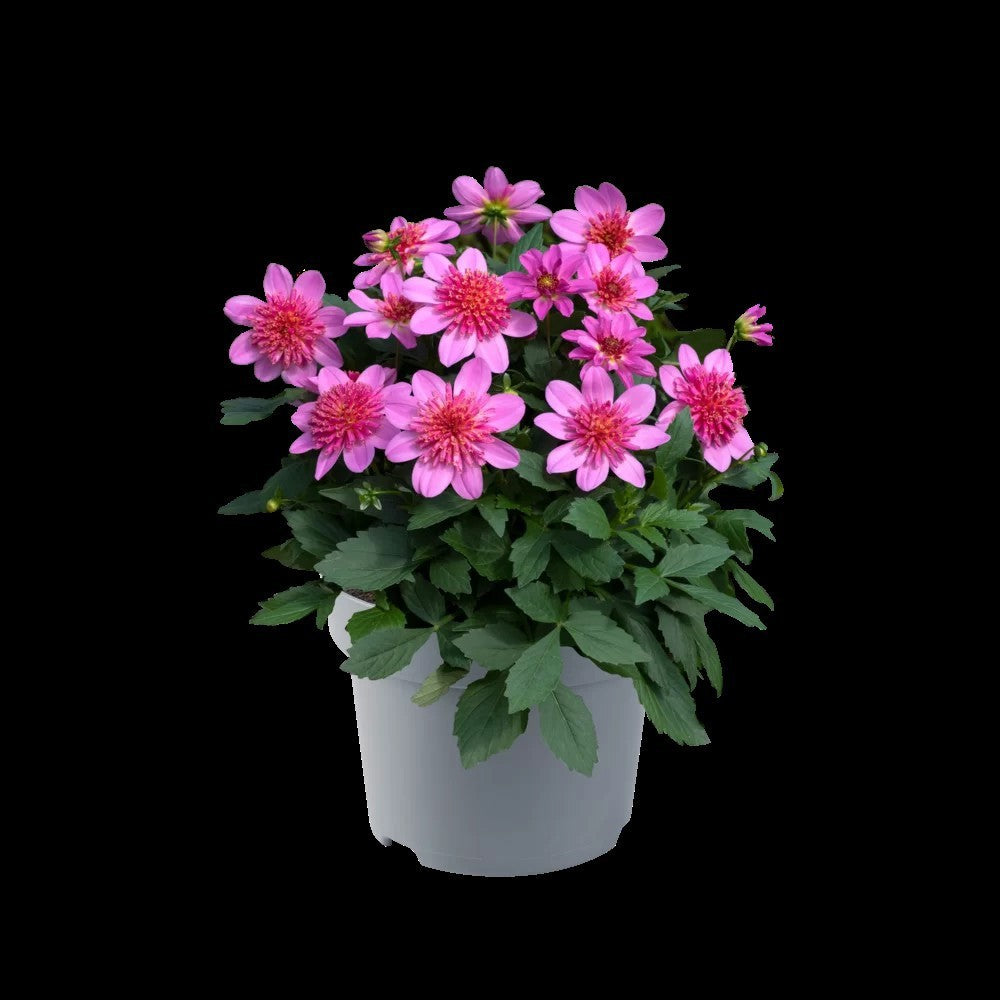 Dahlia Dalina Maxi Starburst Pink 40cm 17cm Pot