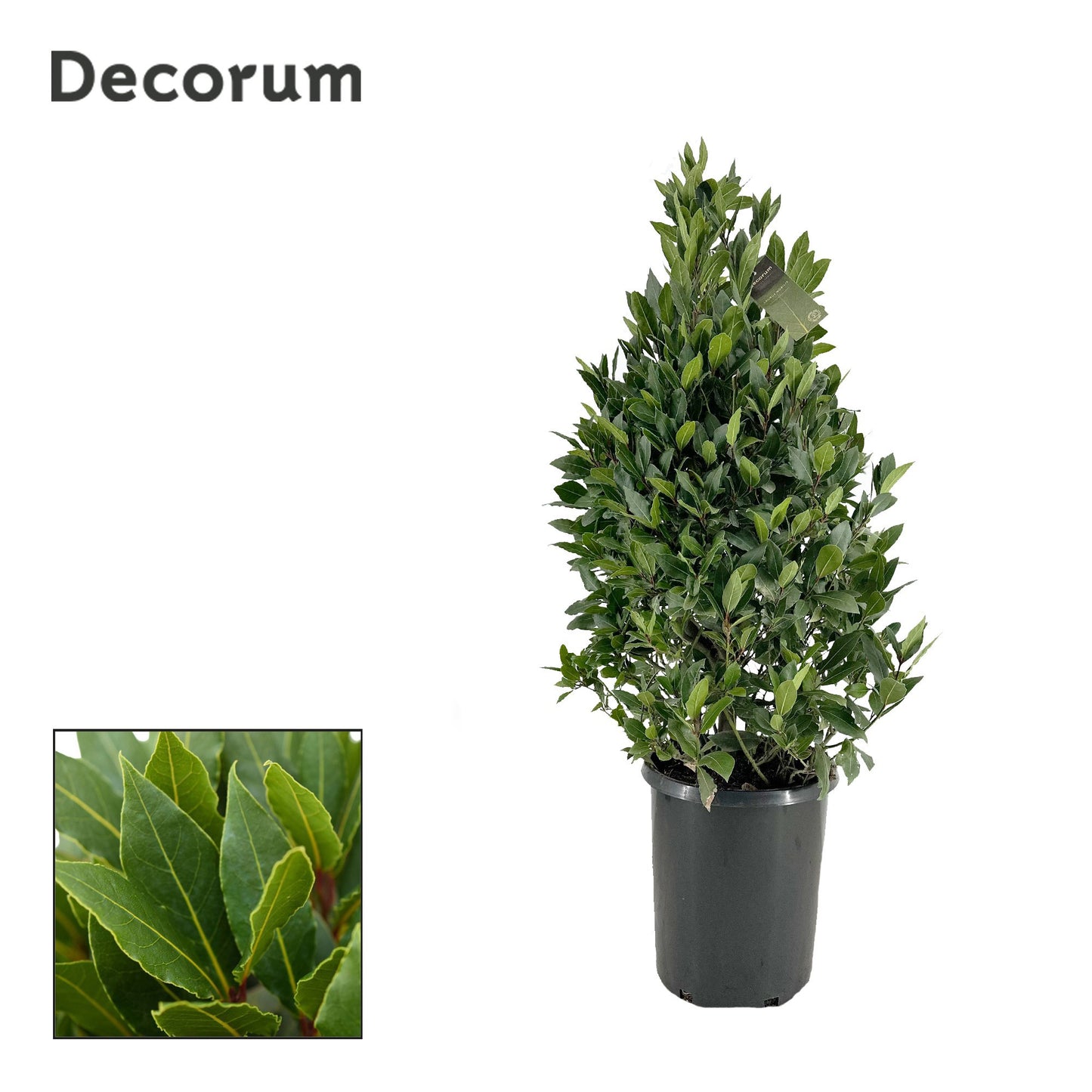 Laurus nobilis 130cm 30cm Pot