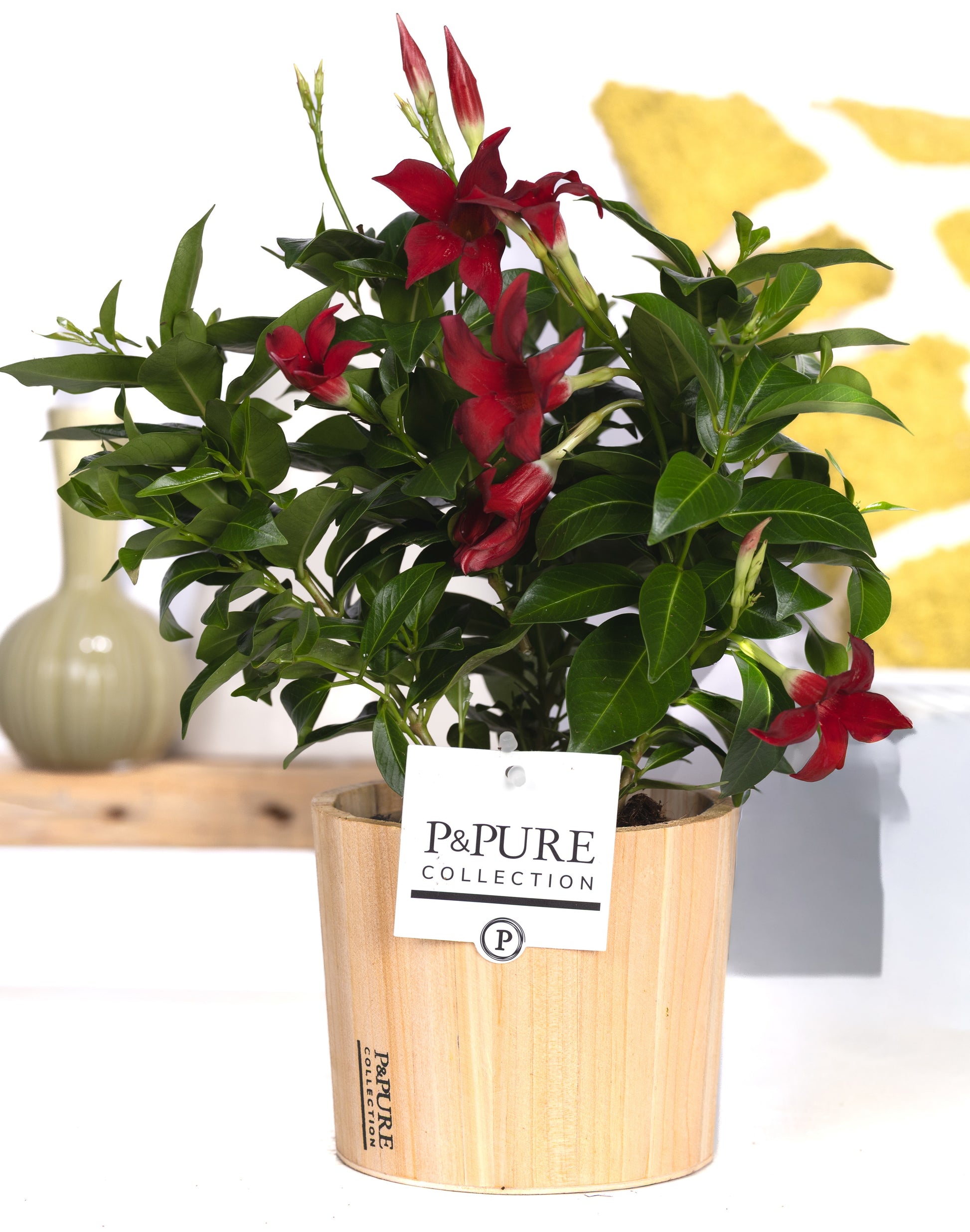 Velden, Firma Freek v.d. Mandevilla Rio Deep Red Pack of 5