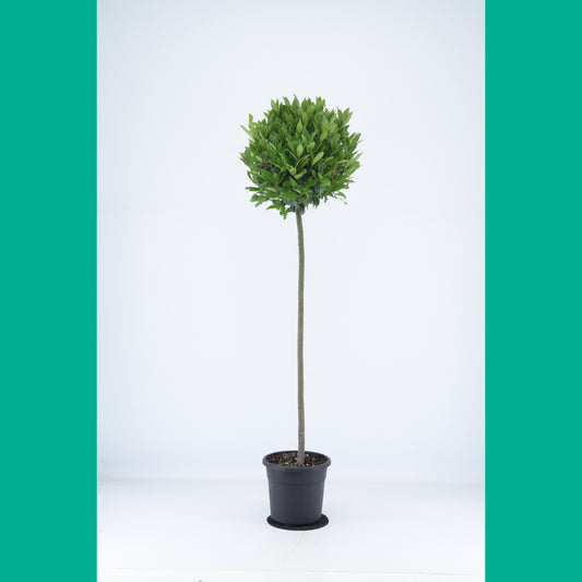 Laurus nobilis 150cm 25cm Pot