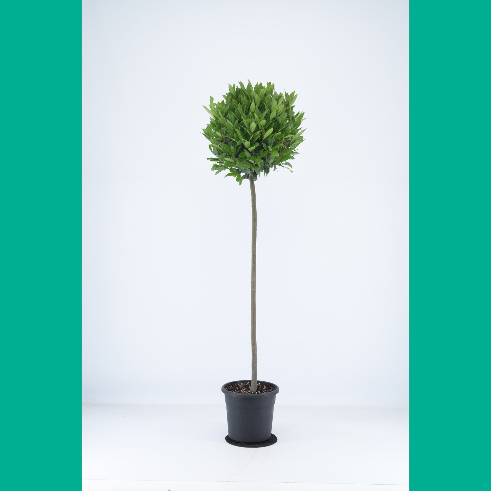 Laurus nobilis 150cm 25cm Pot