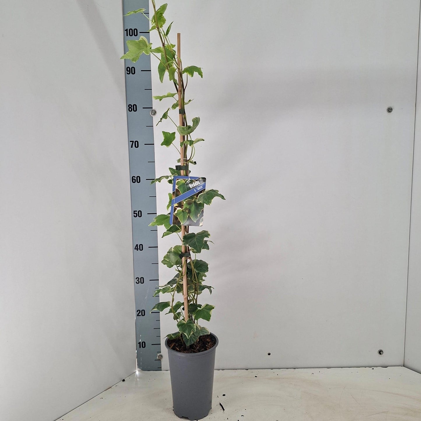 About Plants Zundert BV Hedera helix Glacier Pack of 1