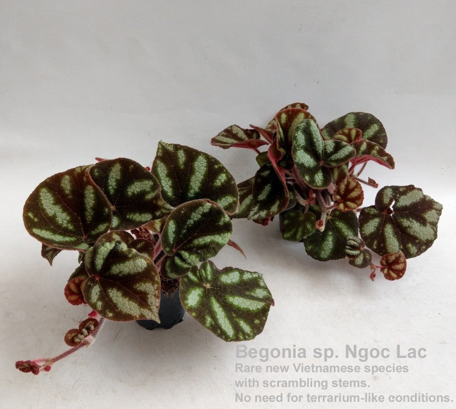 Begonia rex 25cm 12cm Pot