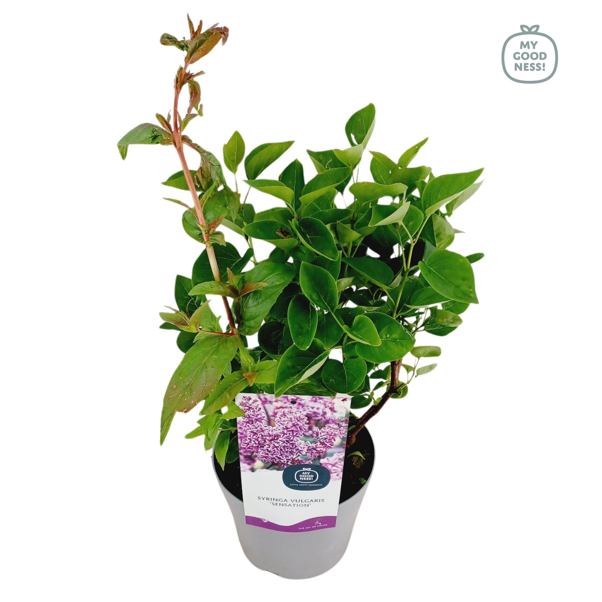 Syringa vulgaris Andenken an Ludwig Späth 45cm 17cm Pot