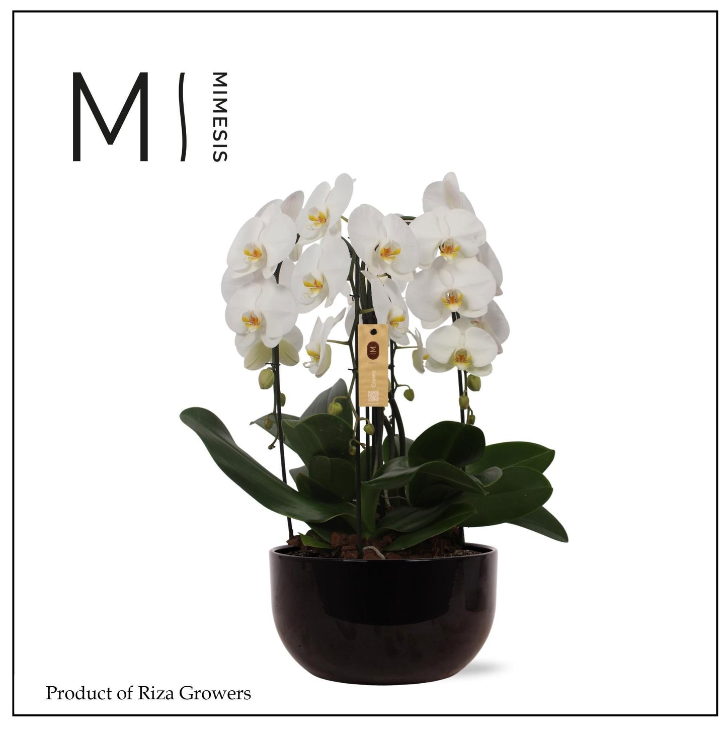arr. Phalaenopsis 65cm 26cm Pot