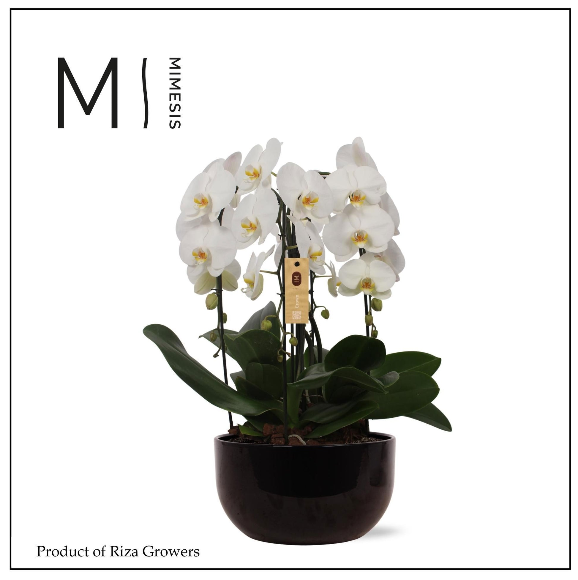 arr. Phalaenopsis 65cm 26cm Pot