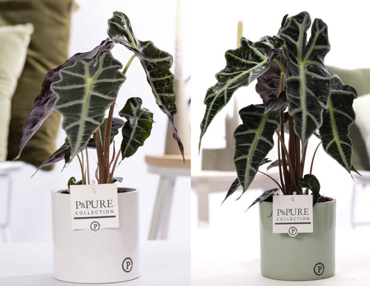 Alocasia amazonica 40cm 12cm Pot