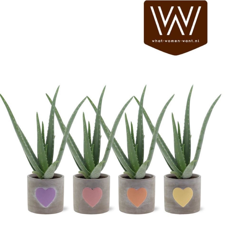 Joyplant Aloe vera Pack of 5