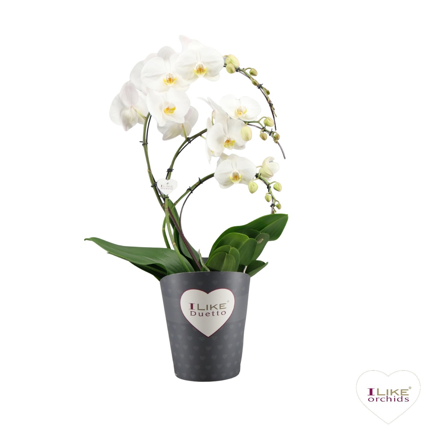 Levoplant BV Phalaenopsis Oxford Pack of 3