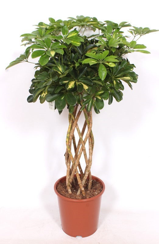 Schefflera Gold Capella 120cm 27cm Pot