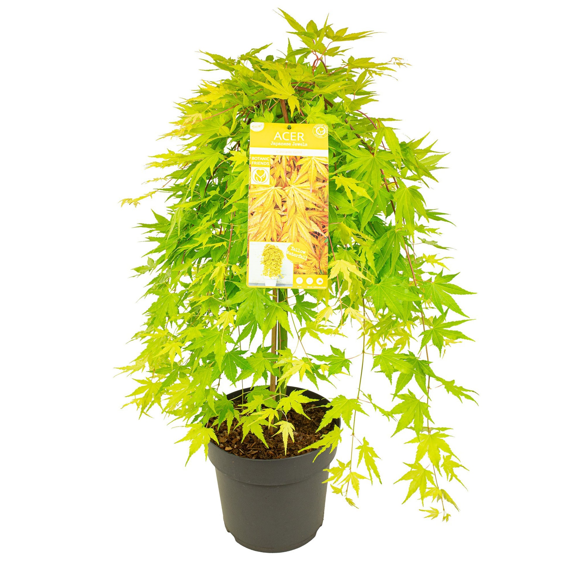 Acer Cascade Gold 90cm 29cm Pot