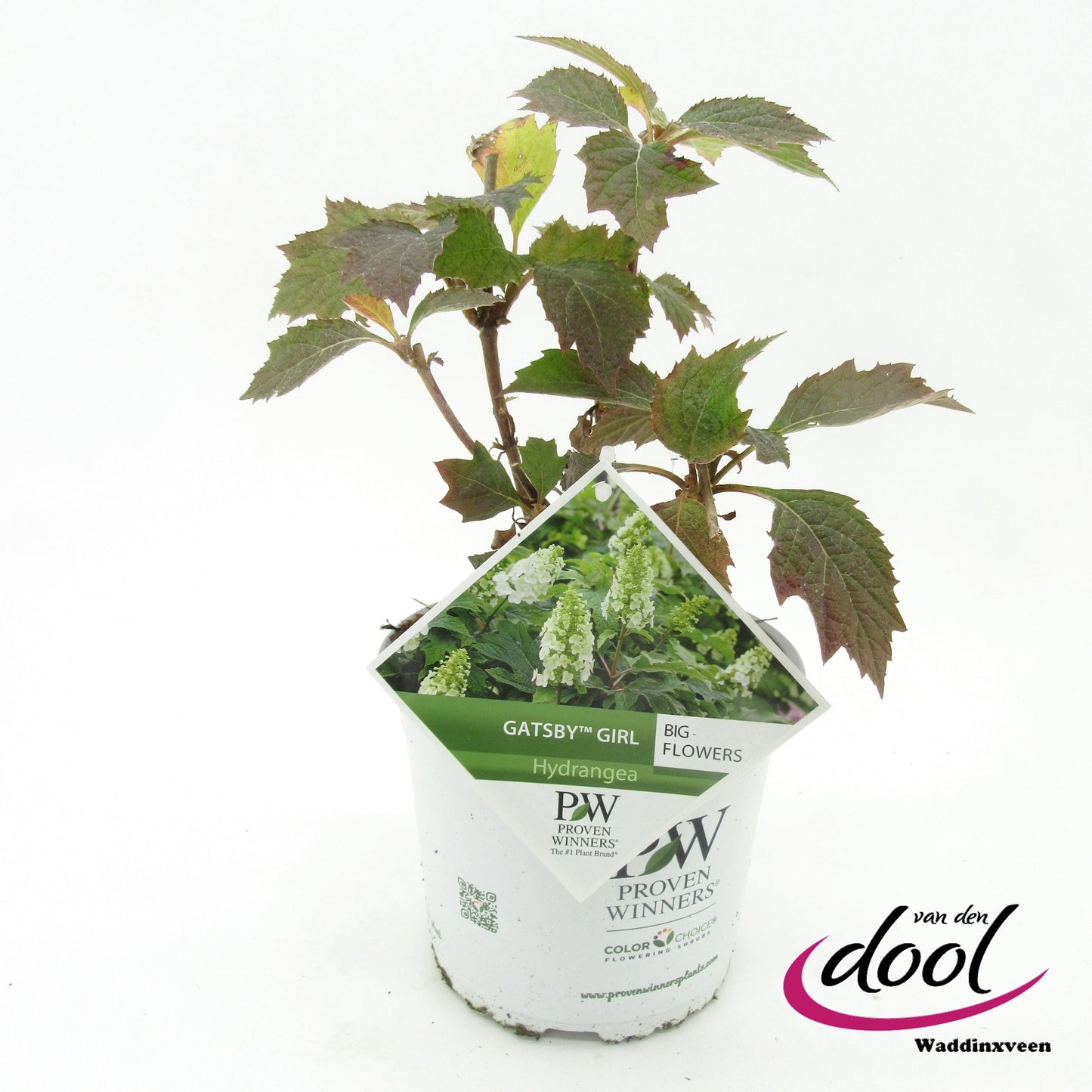 Hydrangea quercifolia 30cm 19cm Pot