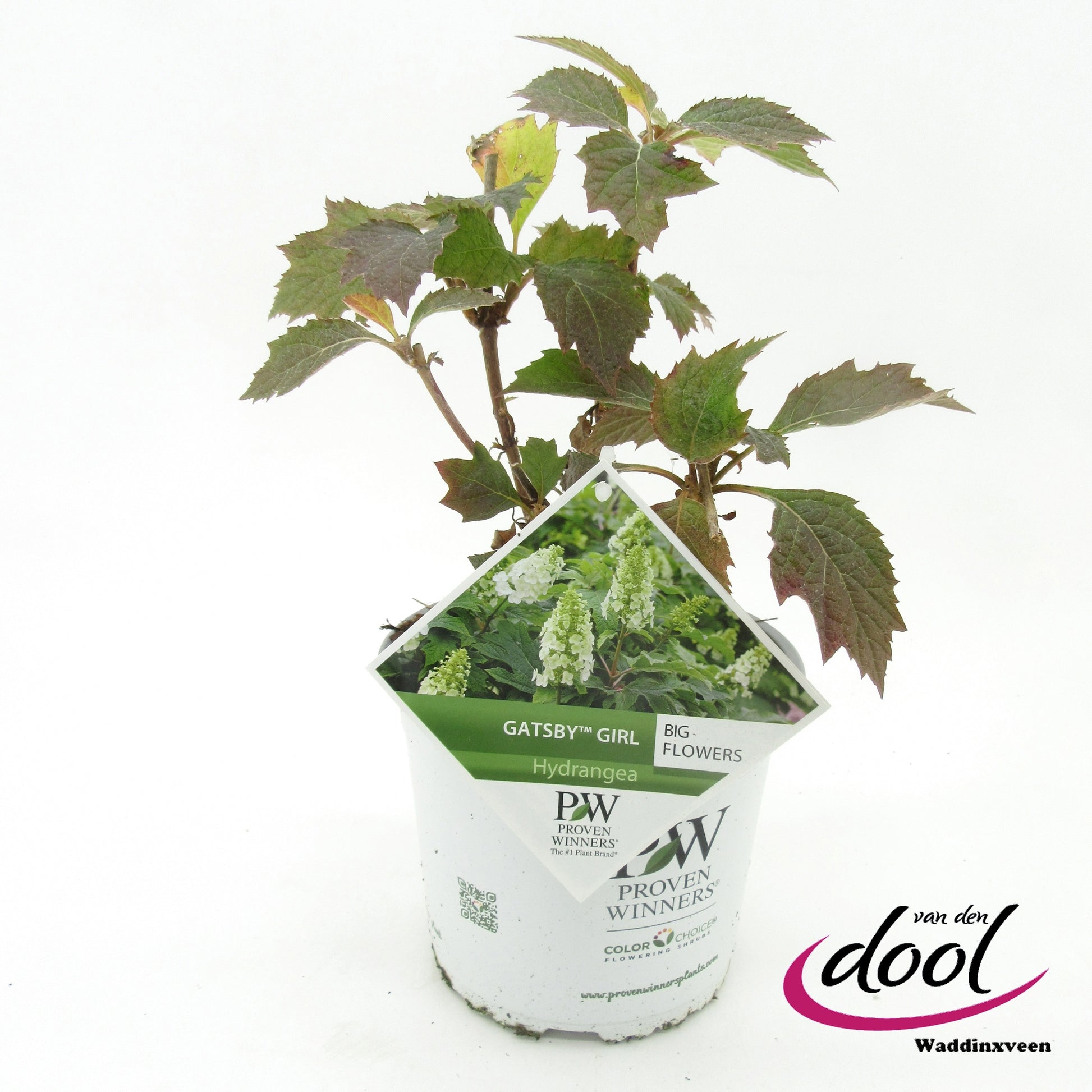 Hydrangea quercifolia 30cm 19cm Pot