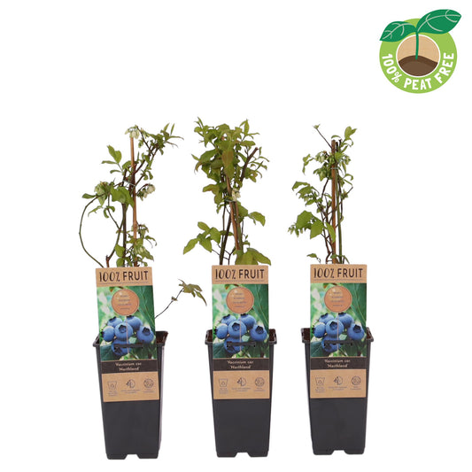 Vaccinium Northland 40cm 15cm Pot