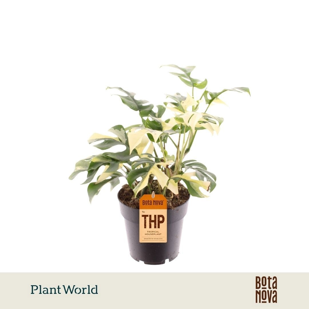 Rhaphidophora tetrasperma 30cm 14cm Pot