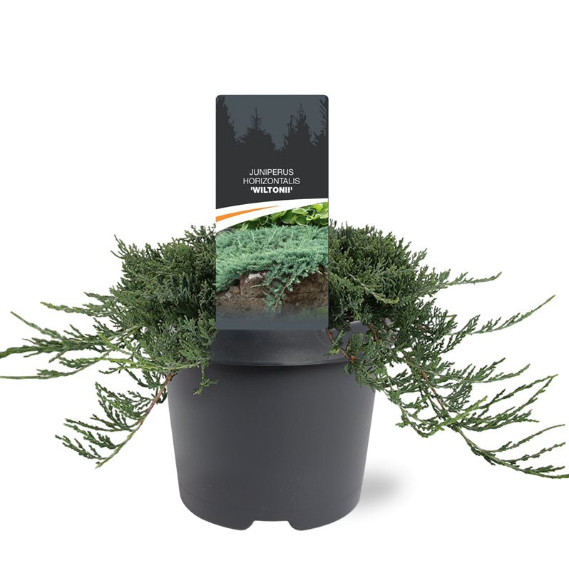 Juniperus Wiltonii 30cm 23cm Pot