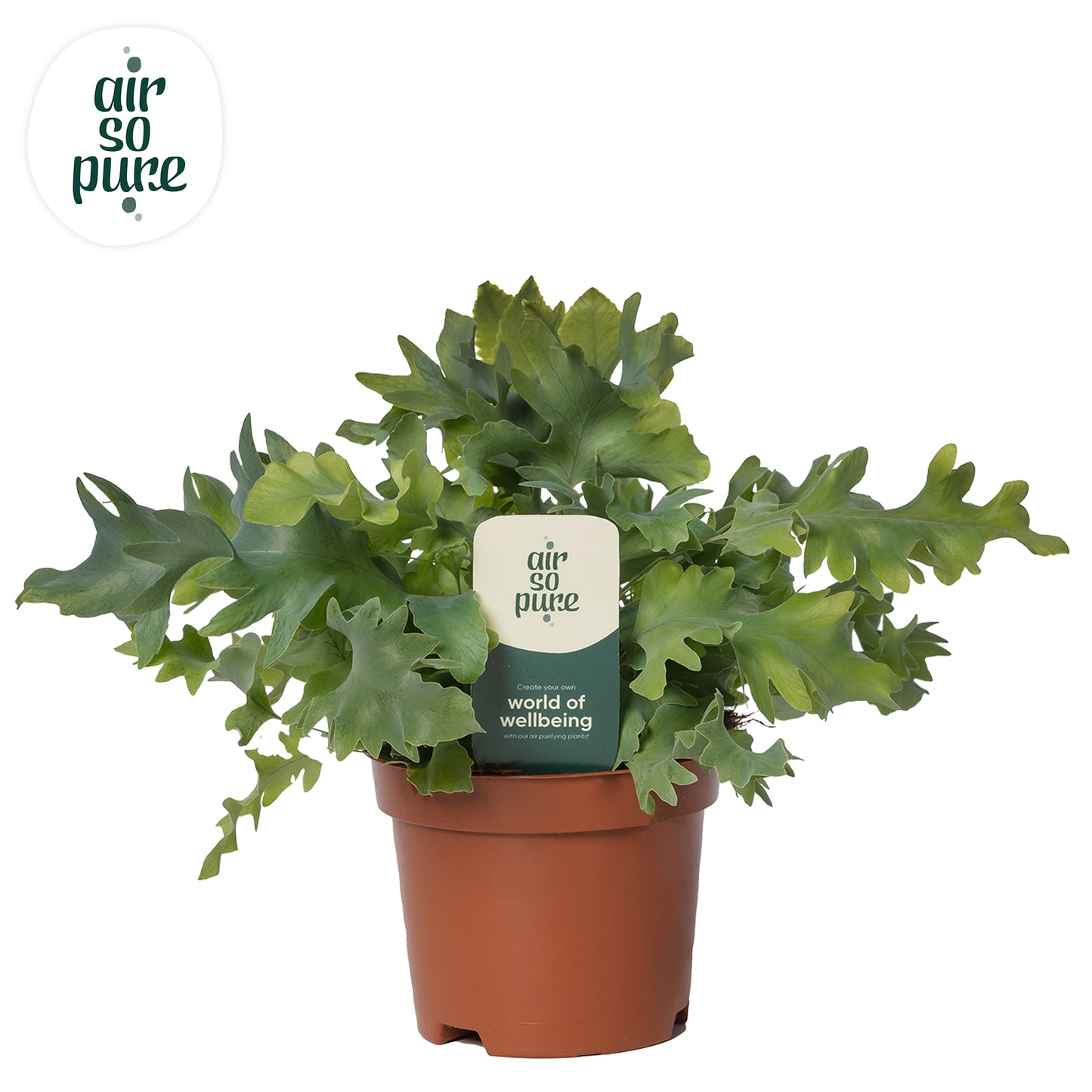 Phlebodium Davana 15cm 9cm Pot