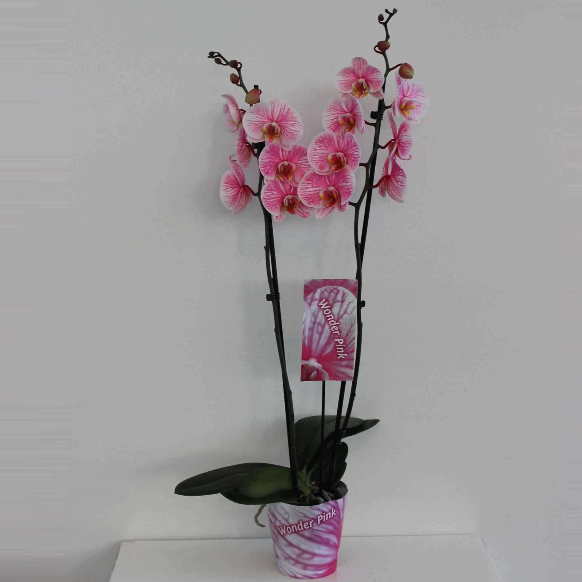 Phalaenopsis Hybrid 70cm 12cm Pot