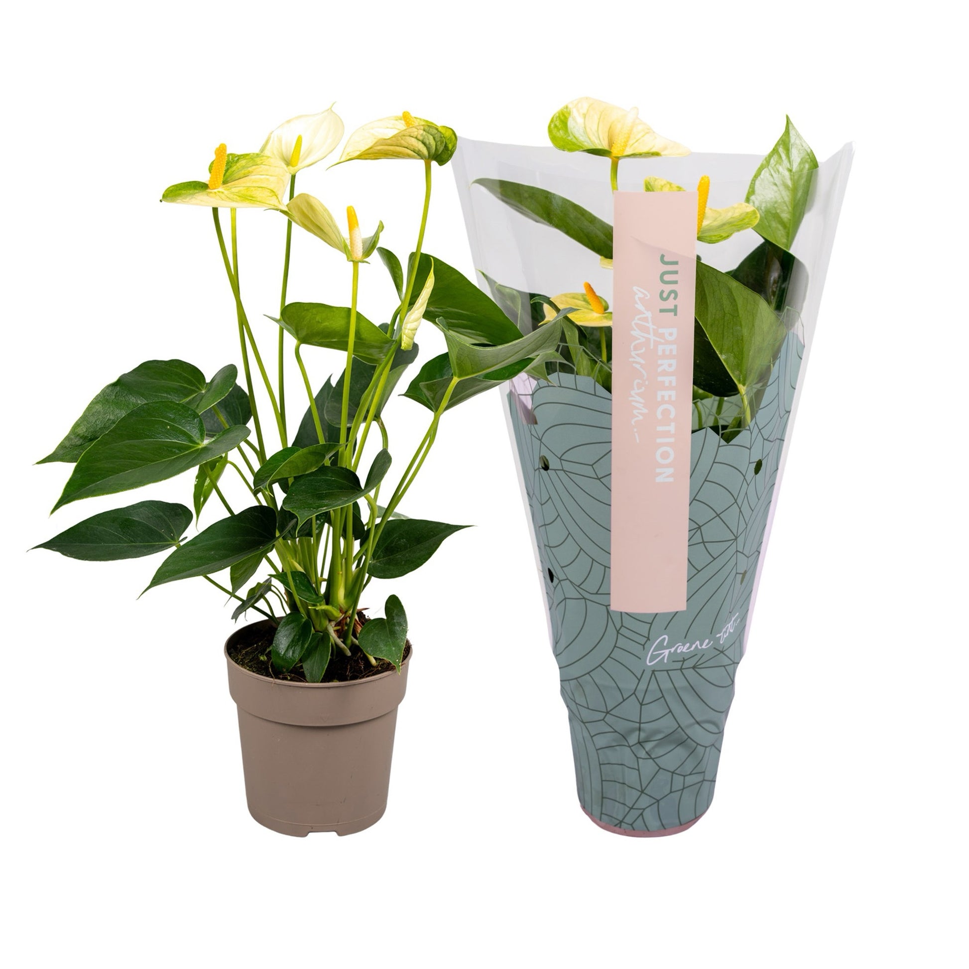 Groene Tint Anthurium Vanilla Pack of 10