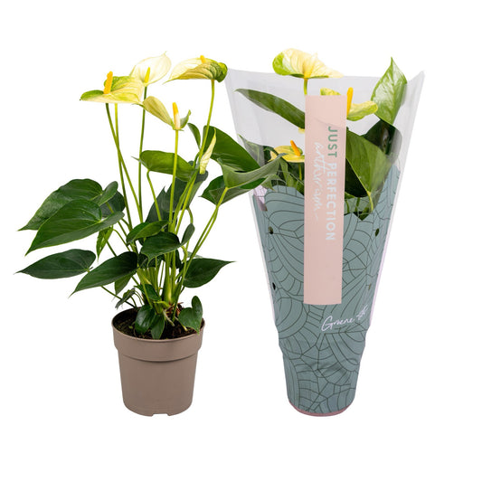 Groene Tint Anthurium Vanilla Pack of 10