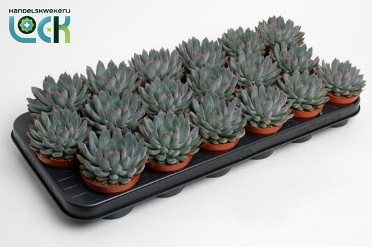 Echeveria Pelisuda 15cm 8.5cm Pot