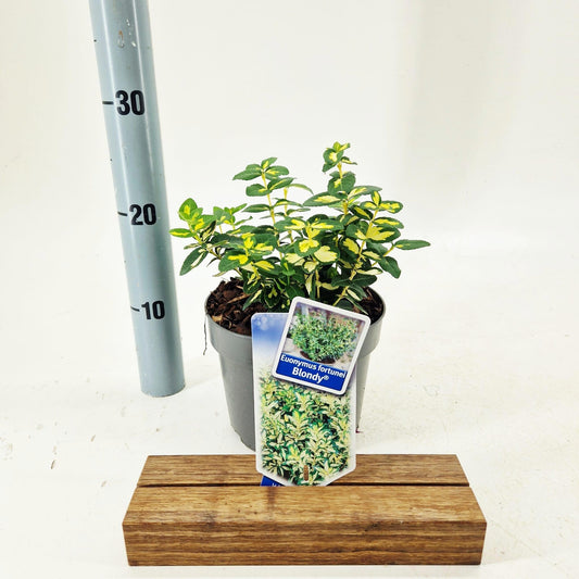 Euonymus Blondy 20cm 17cm Pot